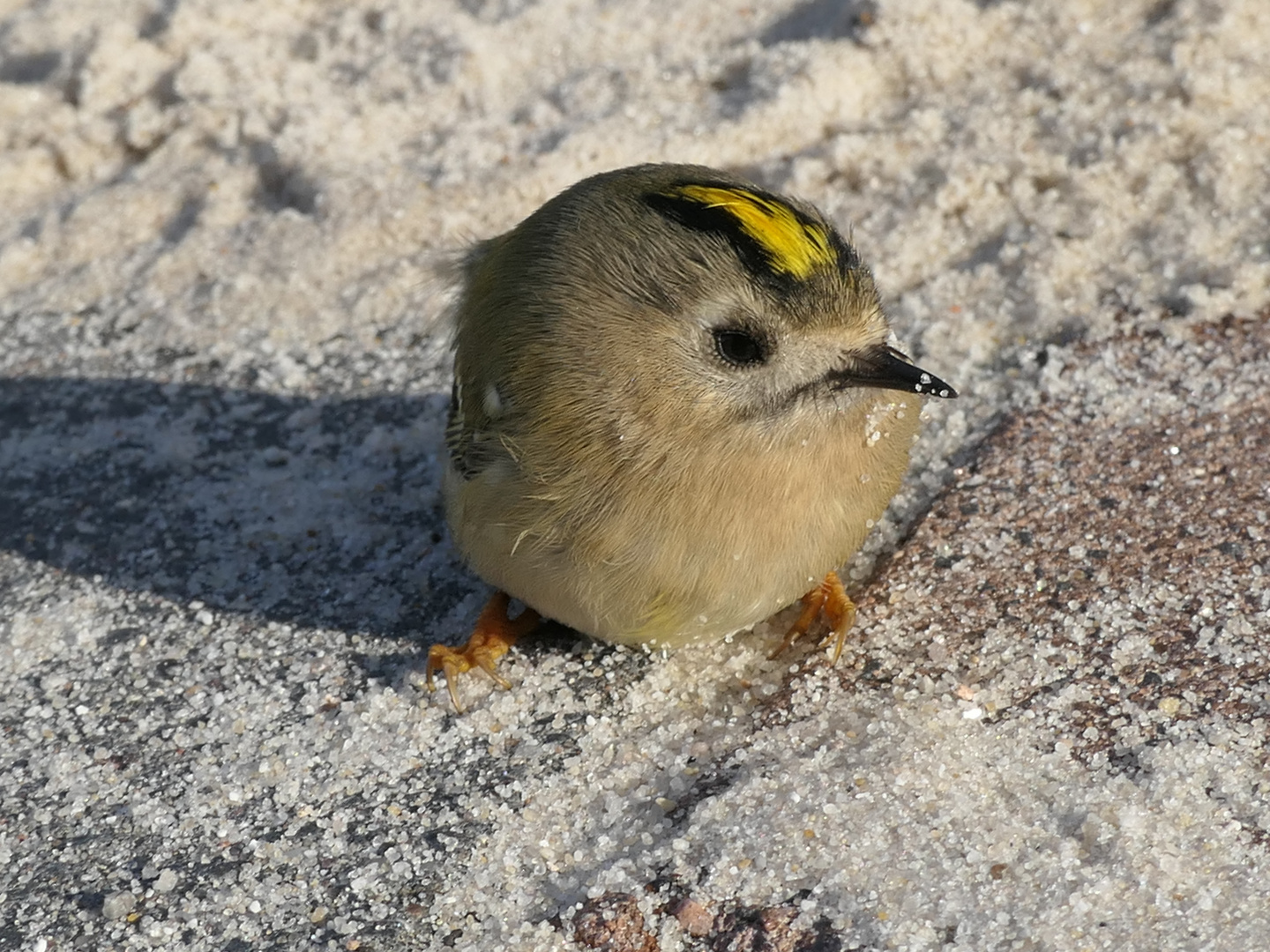 Goldhähnchen