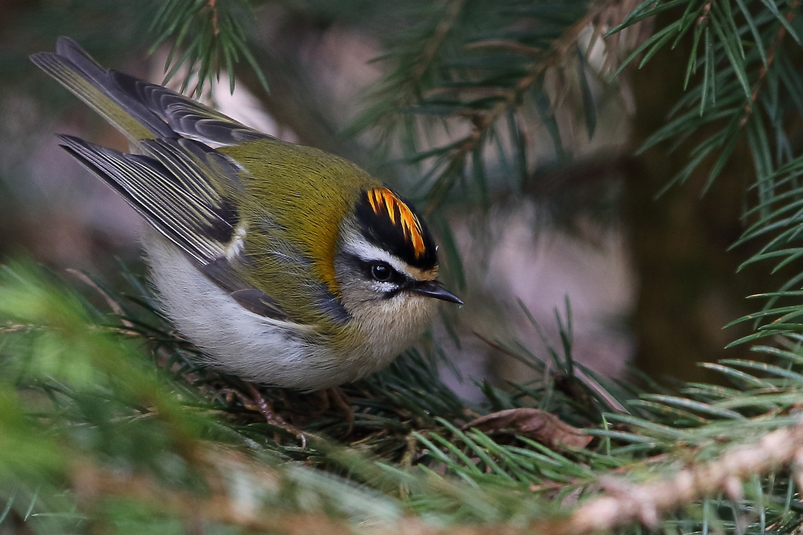 Goldhähnchen