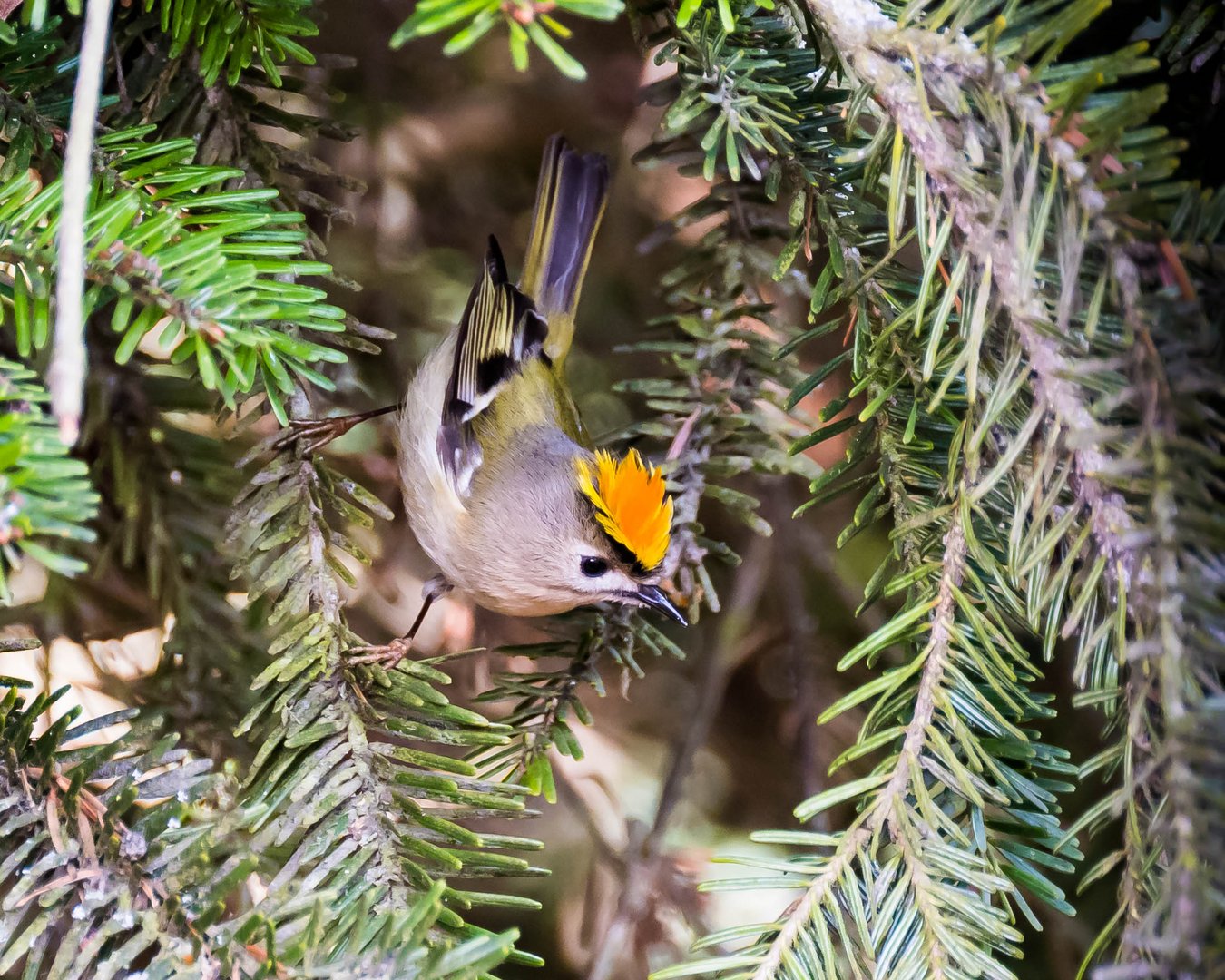 Goldhähnchen