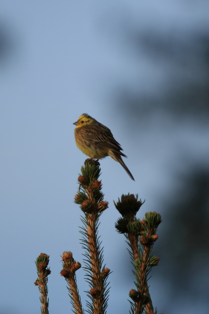 Goldhähnchen