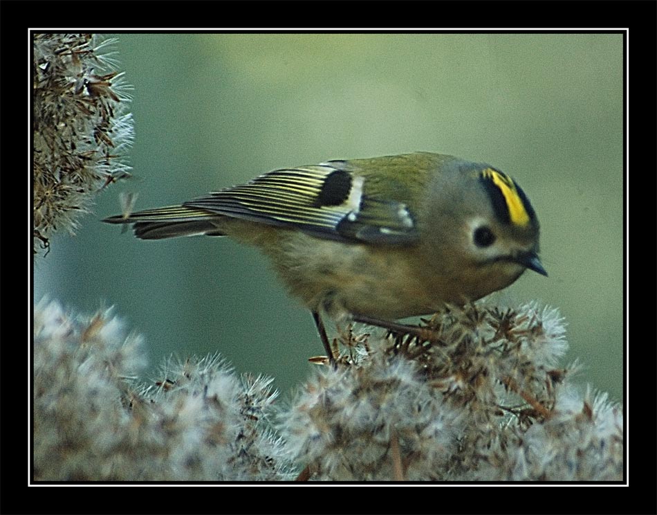 Goldhähnchen