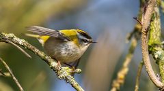 Goldhähnchen - die sommerliche Ausführung