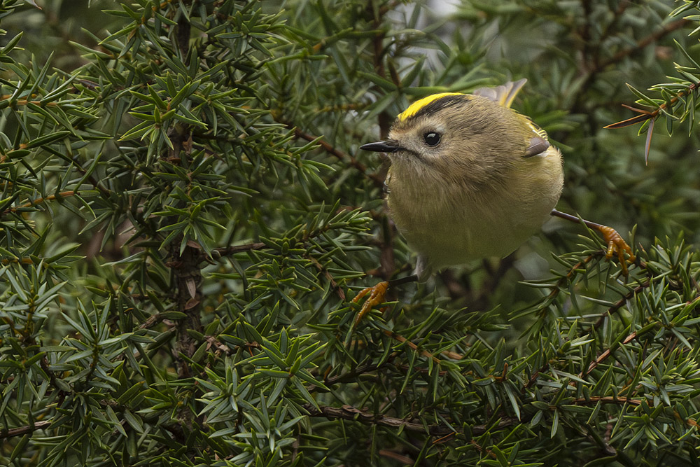 Goldhähnchen