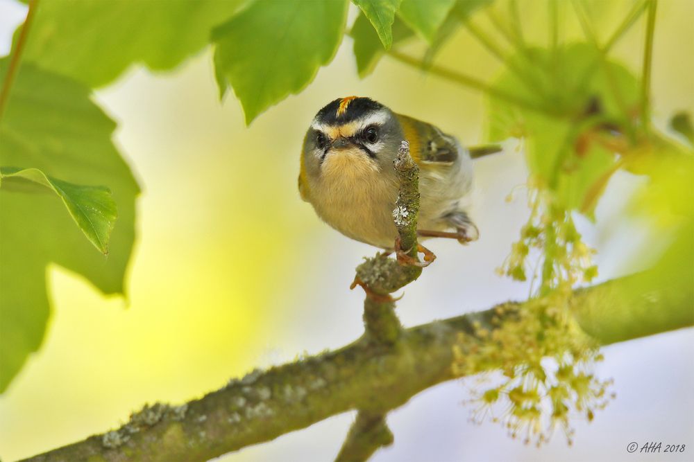 Goldhähnchen im Ahornbaum