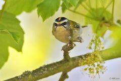 Goldhähnchen im Ahornbaum