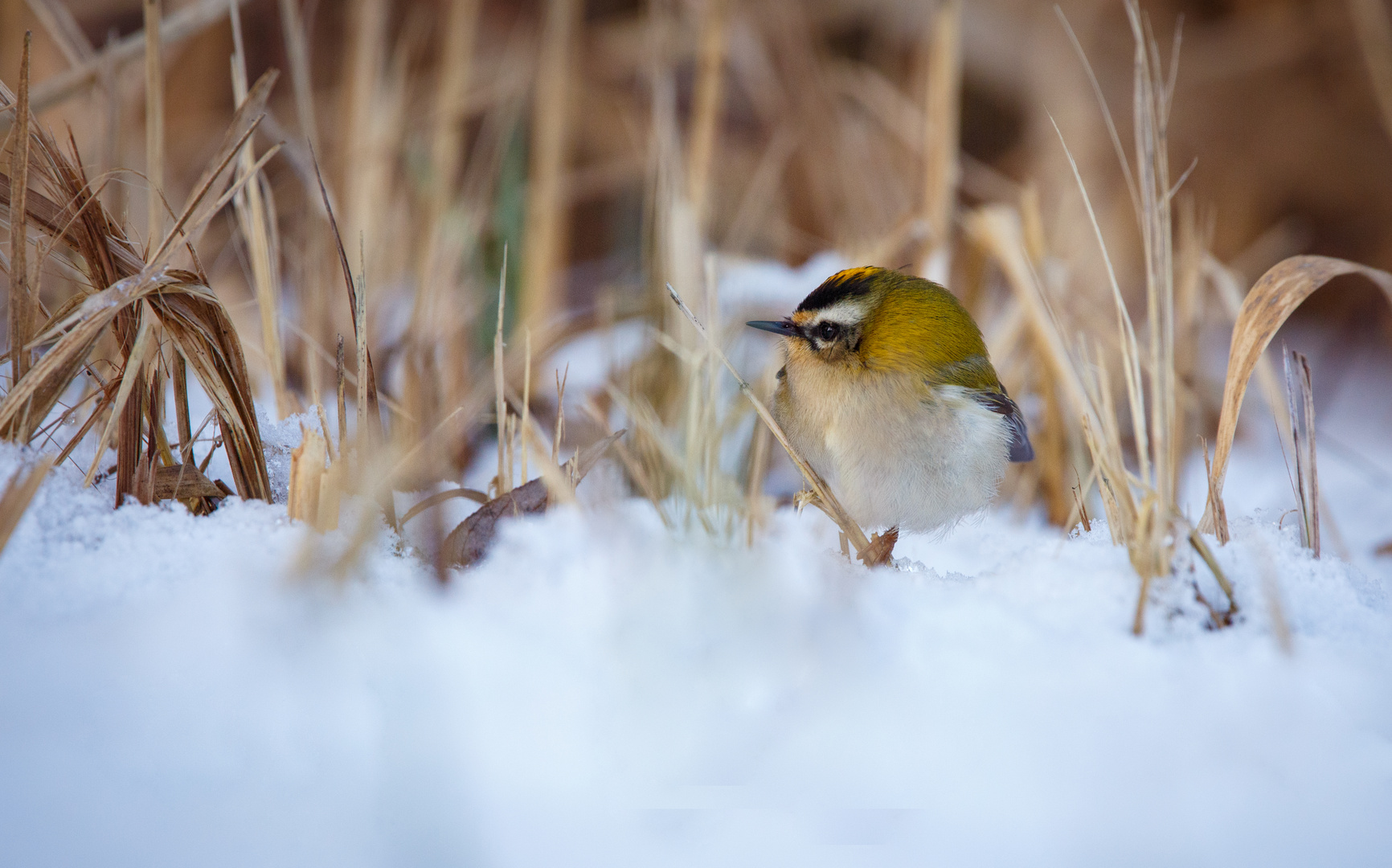 Goldhähnchen im Schnee