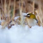 Goldhähnchen im Schnee