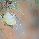 Goldhähnchen im Winter