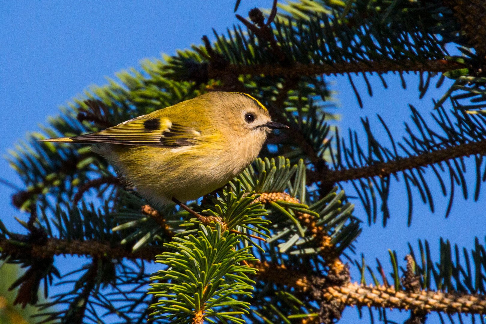 Goldhähnchen-Laubsänger (Phylloscopus proregulus)