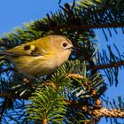 Goldhähnchen-Laubsänger (Phylloscopus proregulus)