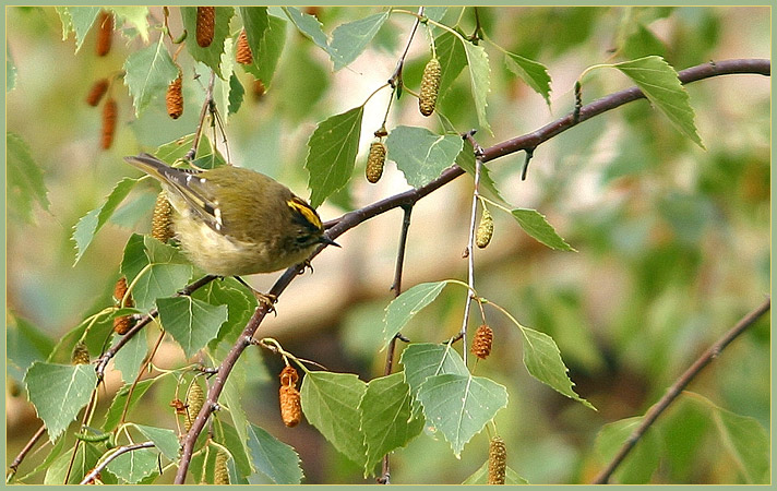 Goldhähnchen (Regulus regulus)