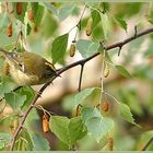 Goldhähnchen (Regulus regulus)