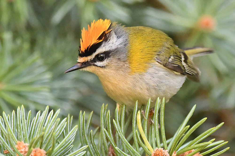 Goldhähnchen Sommergoldhähnchen 