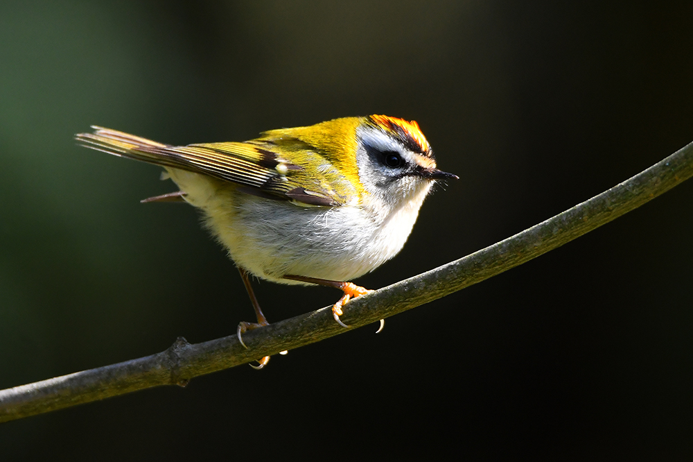 Goldhähnchen Sommergoldhähnchen 