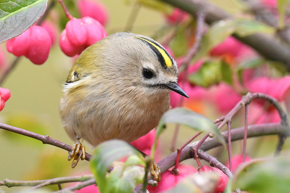 Goldhähnchen Wintergoldhähnchen 