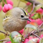 Goldhähnchen Wintergoldhähnchen 