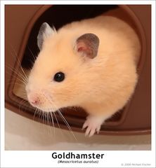 Goldhamster