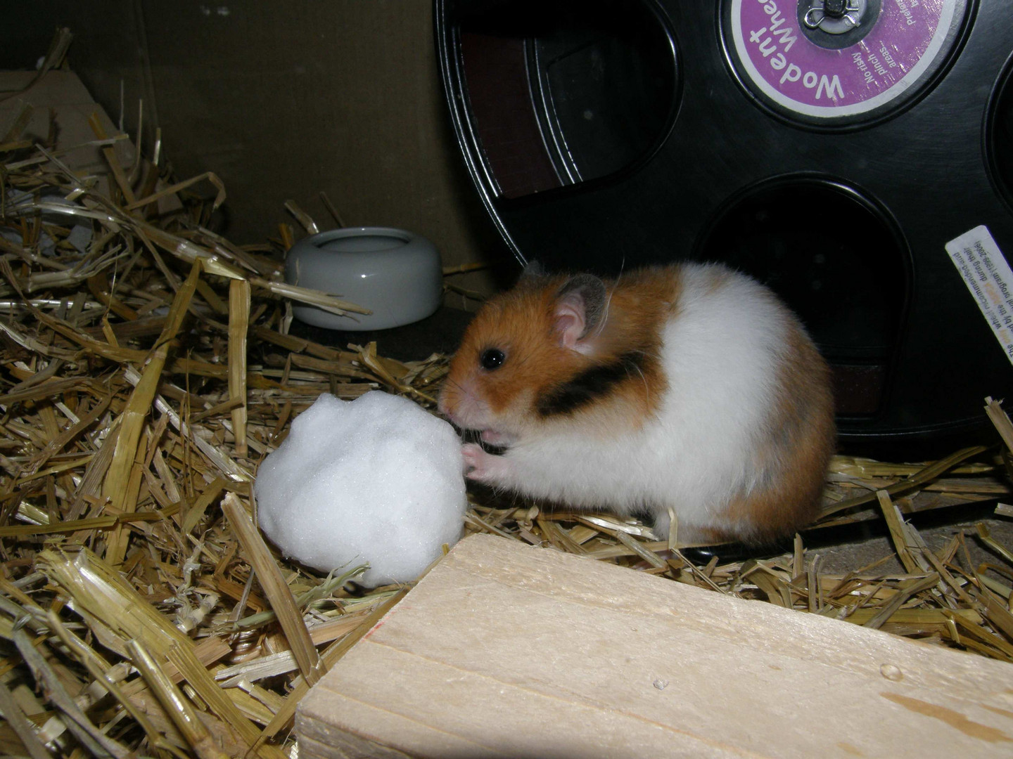 Goldhamster Fipsi & Schnee