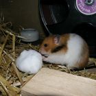 Goldhamster Fipsi & Schnee