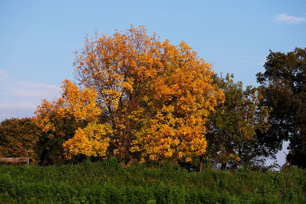 GOLDHERBST