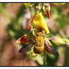 Goldhummel