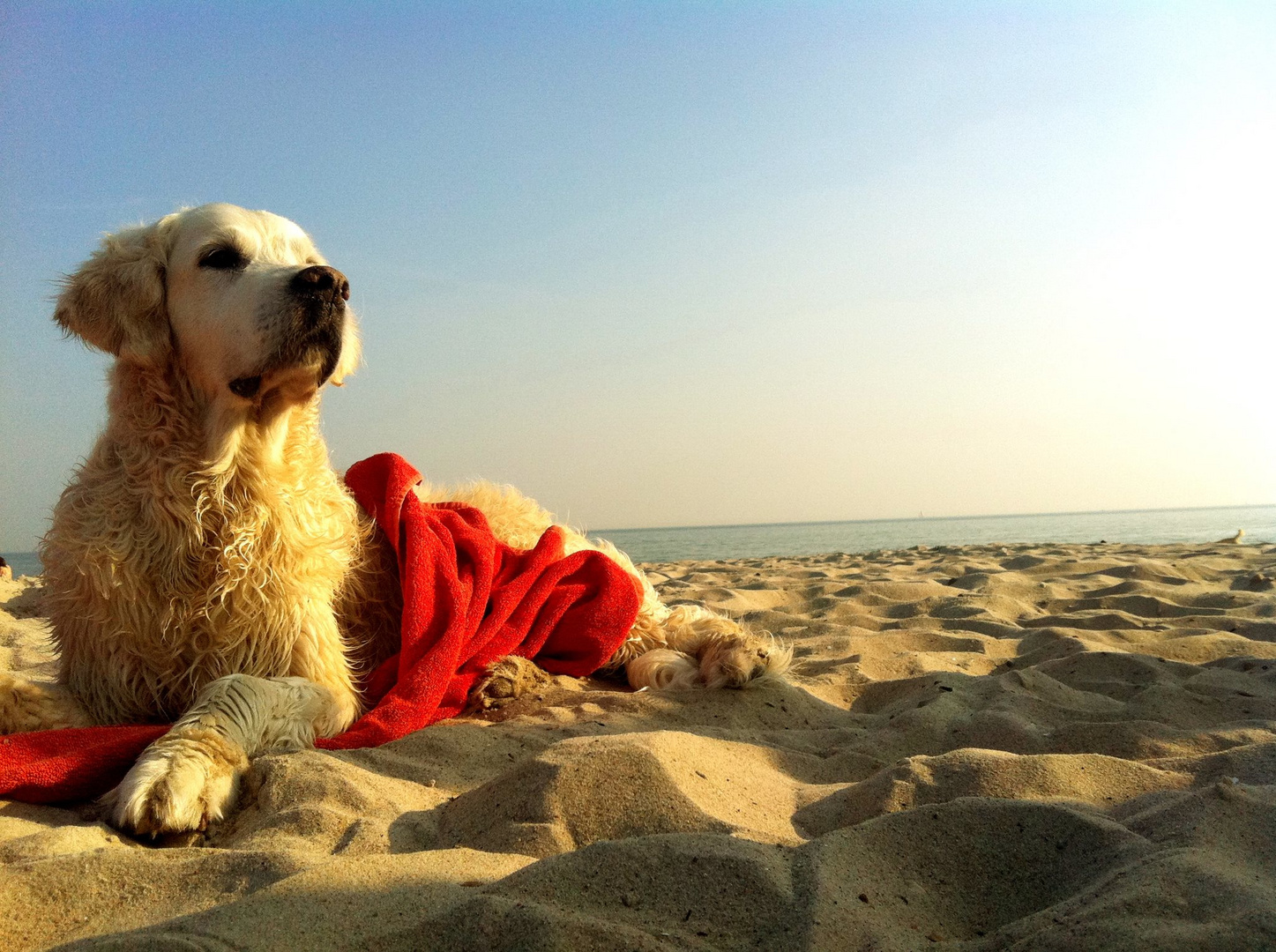 Goldi am Strand