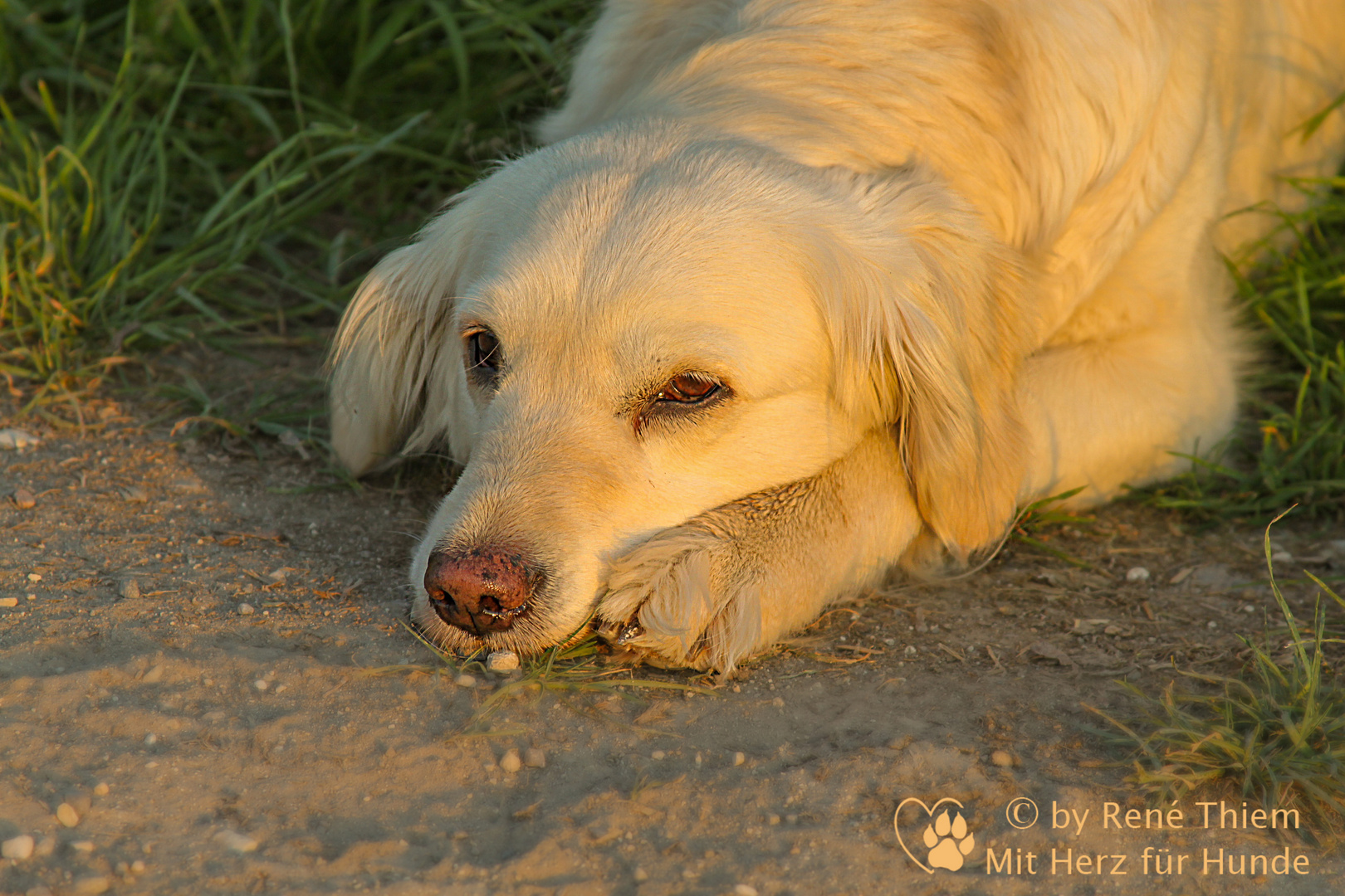 Goldi beim relaxen