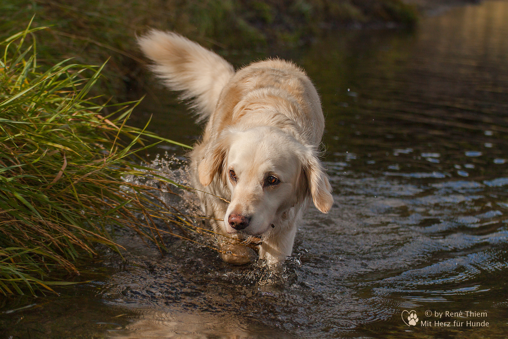 Goldi beim Wasserwandern