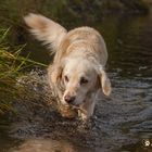 Goldi beim Wasserwandern