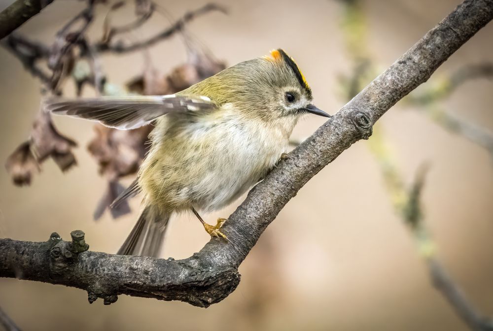 "GOLDI" - der Winterliche