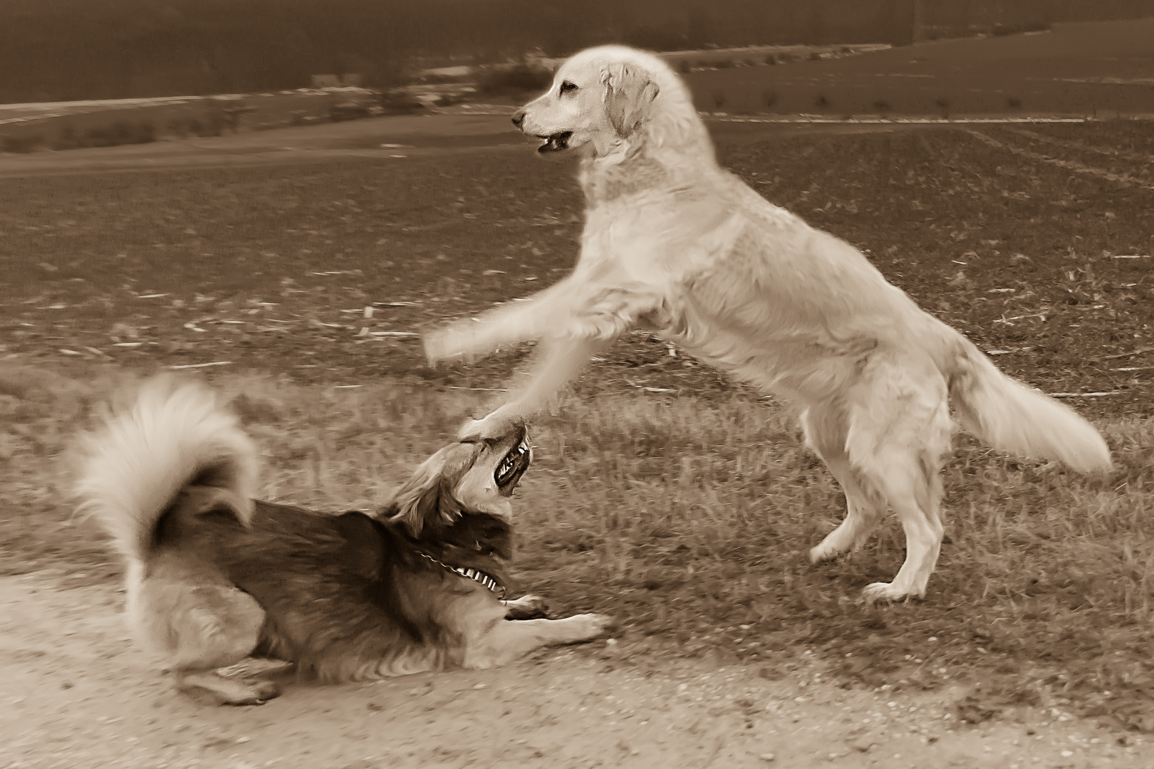 Goldi und Aron beim spielen