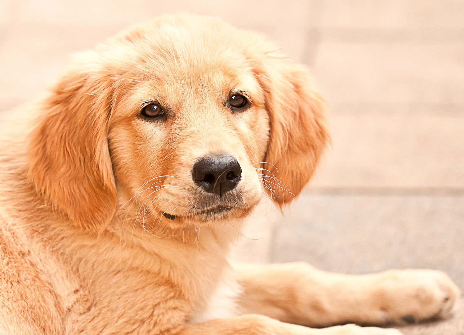 Goldie Foto &amp; Bild hund, welpe, tiere Bilder auf