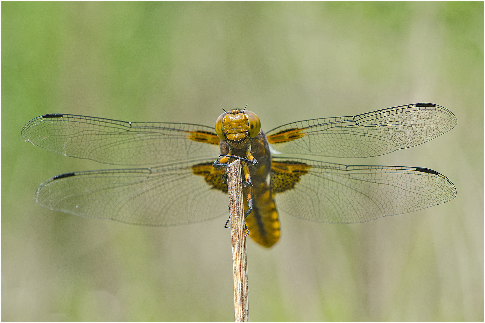 "Goldie" das Topmodel (2) . . .