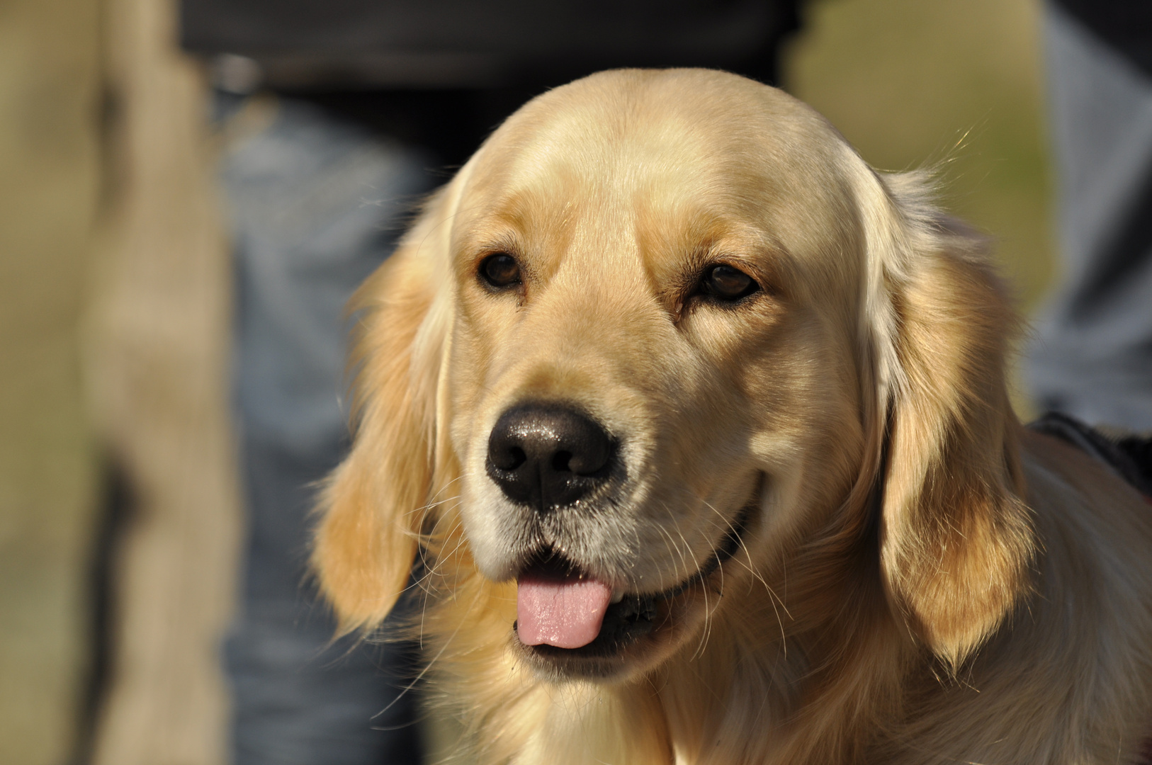 Goldie Foto &amp; Bild tiere, haustiere, hunde Bilder auf