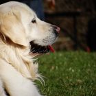 Goldie im Biergarten