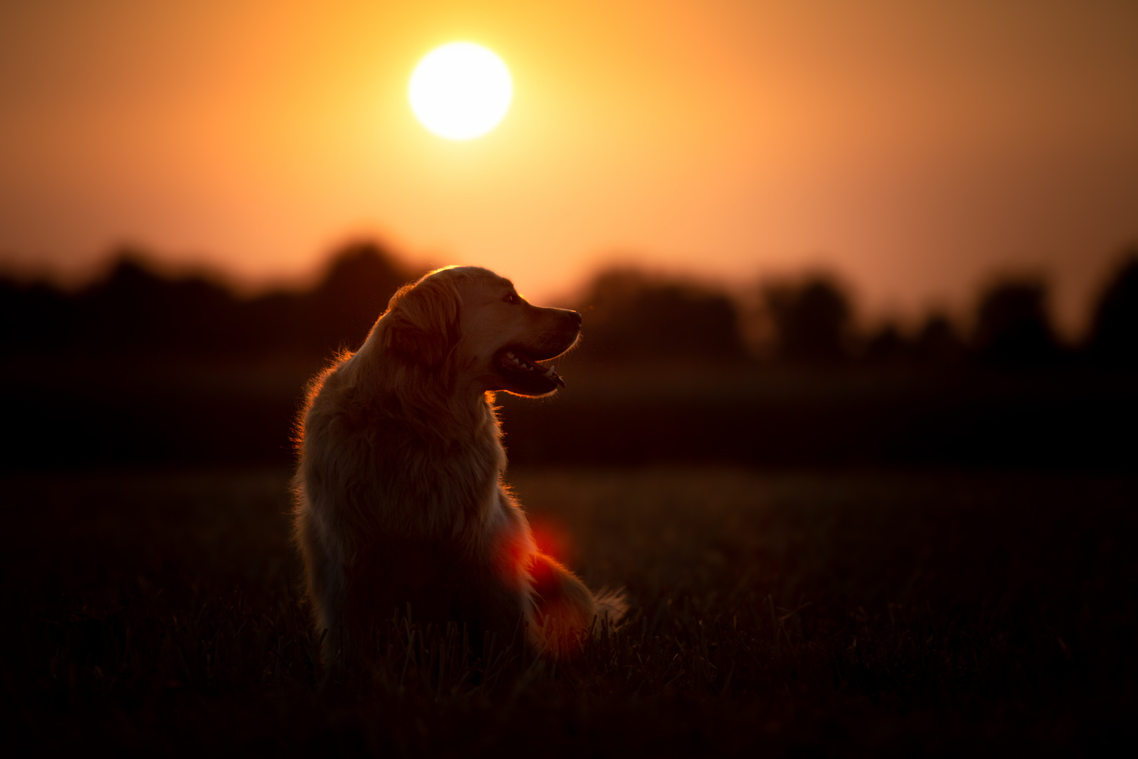 Goldie im Sonnenuntergang