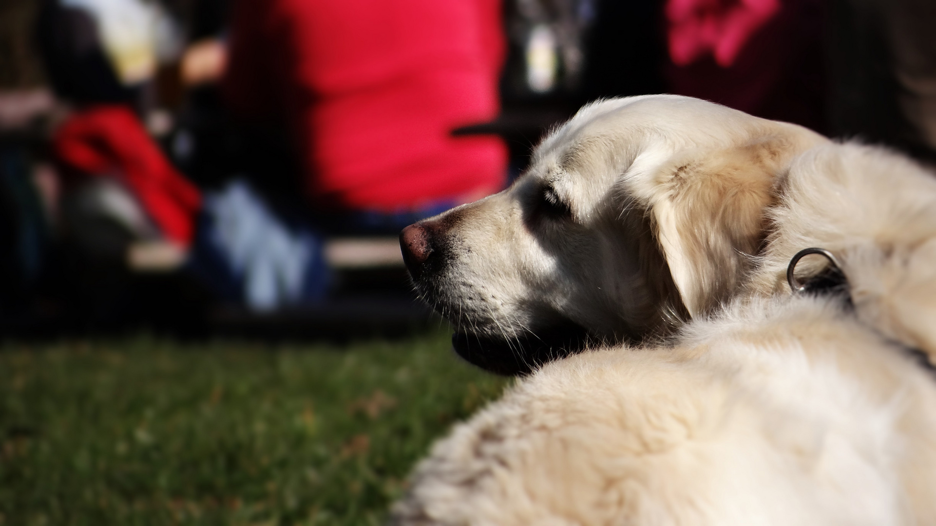 Goldie in der Sonne