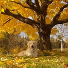 Goldie in goldenem Herbstlicht