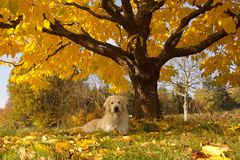 Goldie in goldenem Herbstlicht