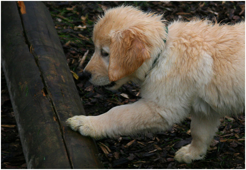 Goldie Jule tappst durch den Regen