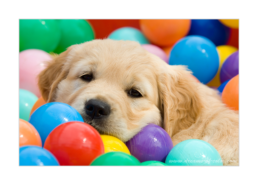 GoldieWelpe im Bällebad Foto &amp; Bild tiere, haustiere, hunde Bilder