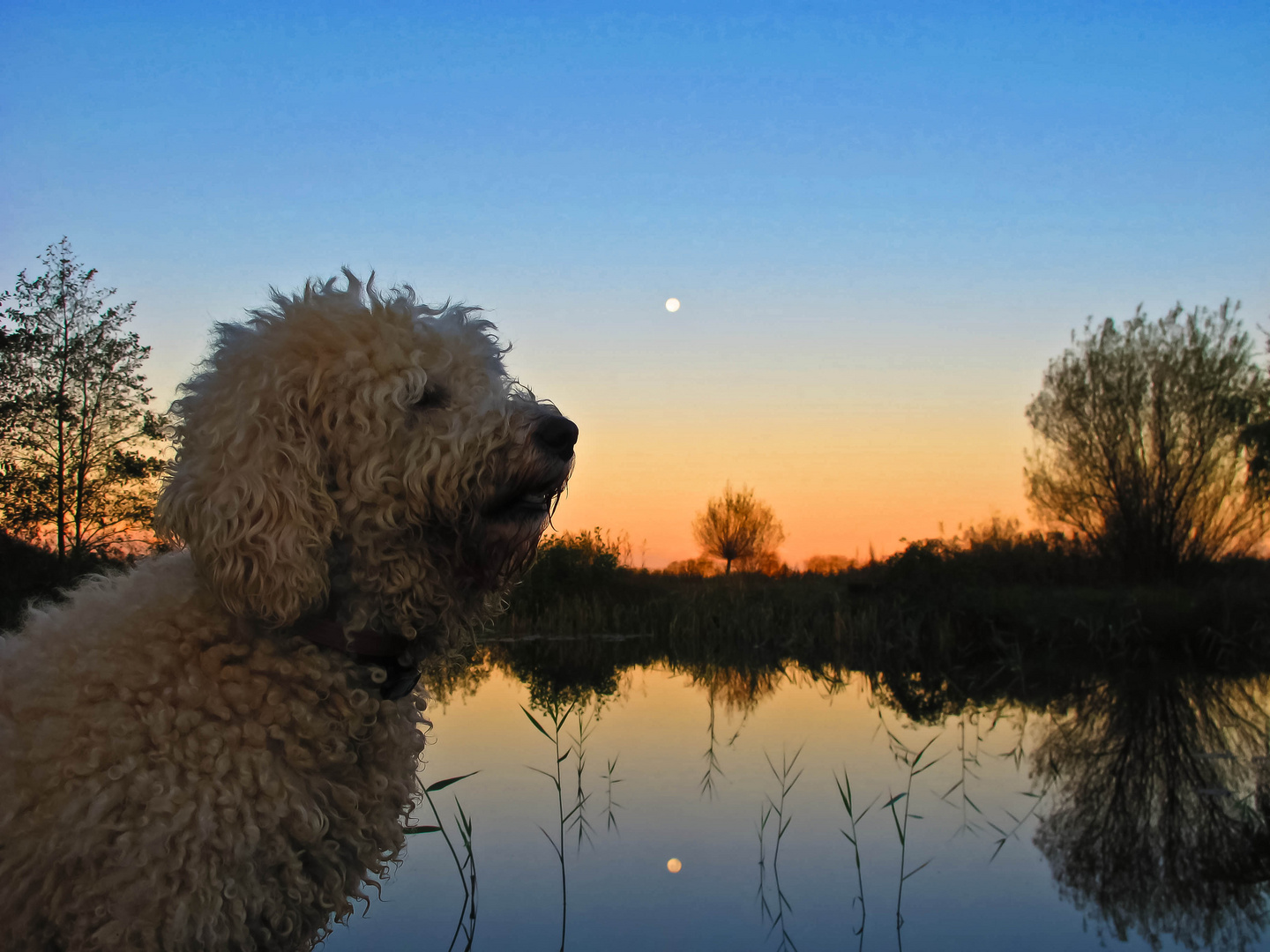 Goldie,Wasser, Mond