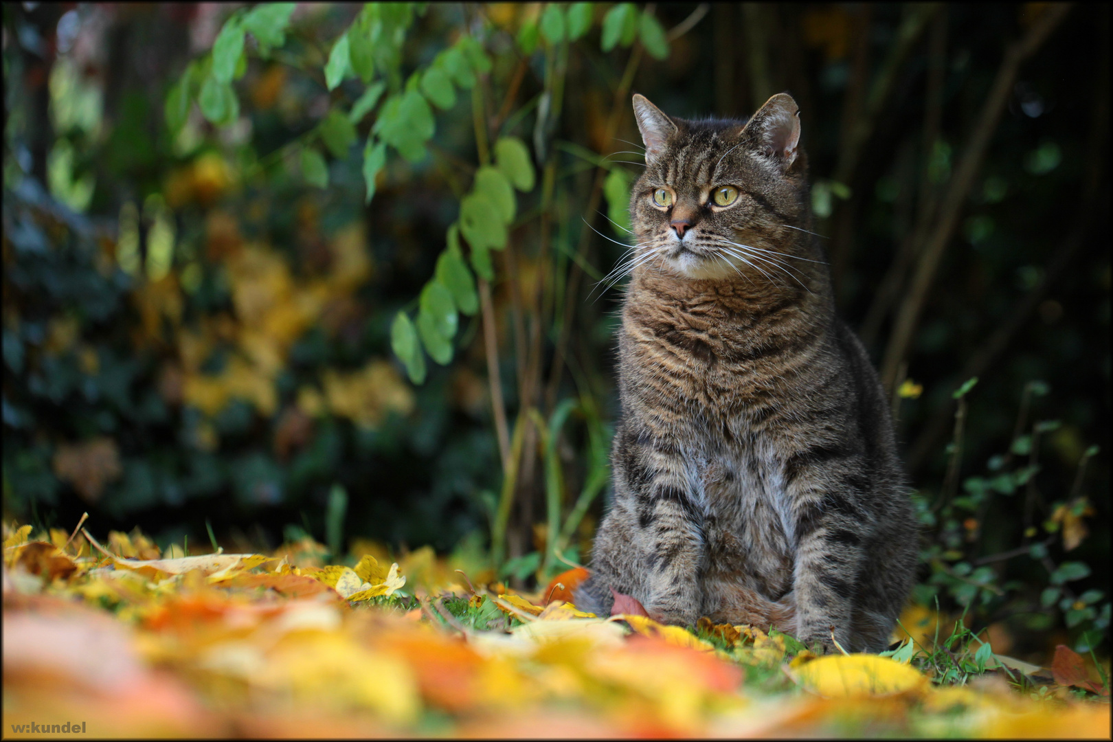 goldig im Herbst