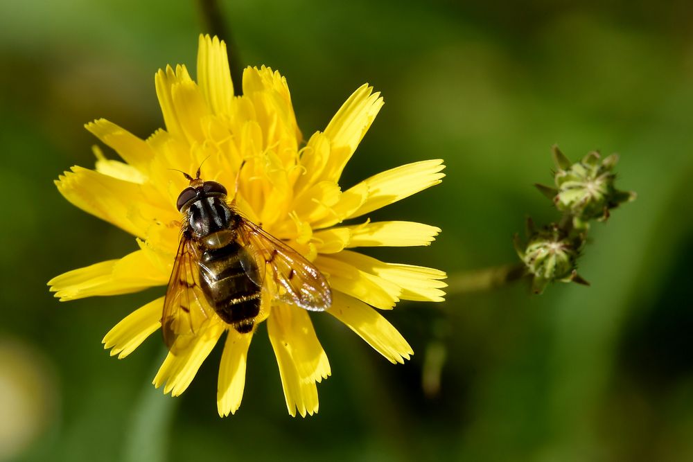 Goldige Schwebfliege