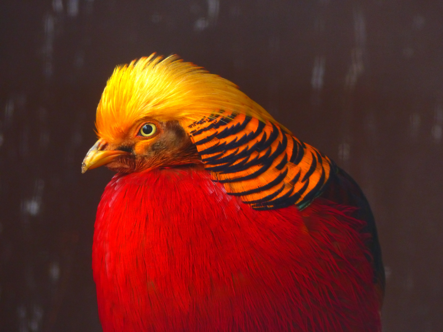 - Goldiger Fasan - Foto &amp; Bild | natur, zoo, tiere Bilder auf fotocommunity