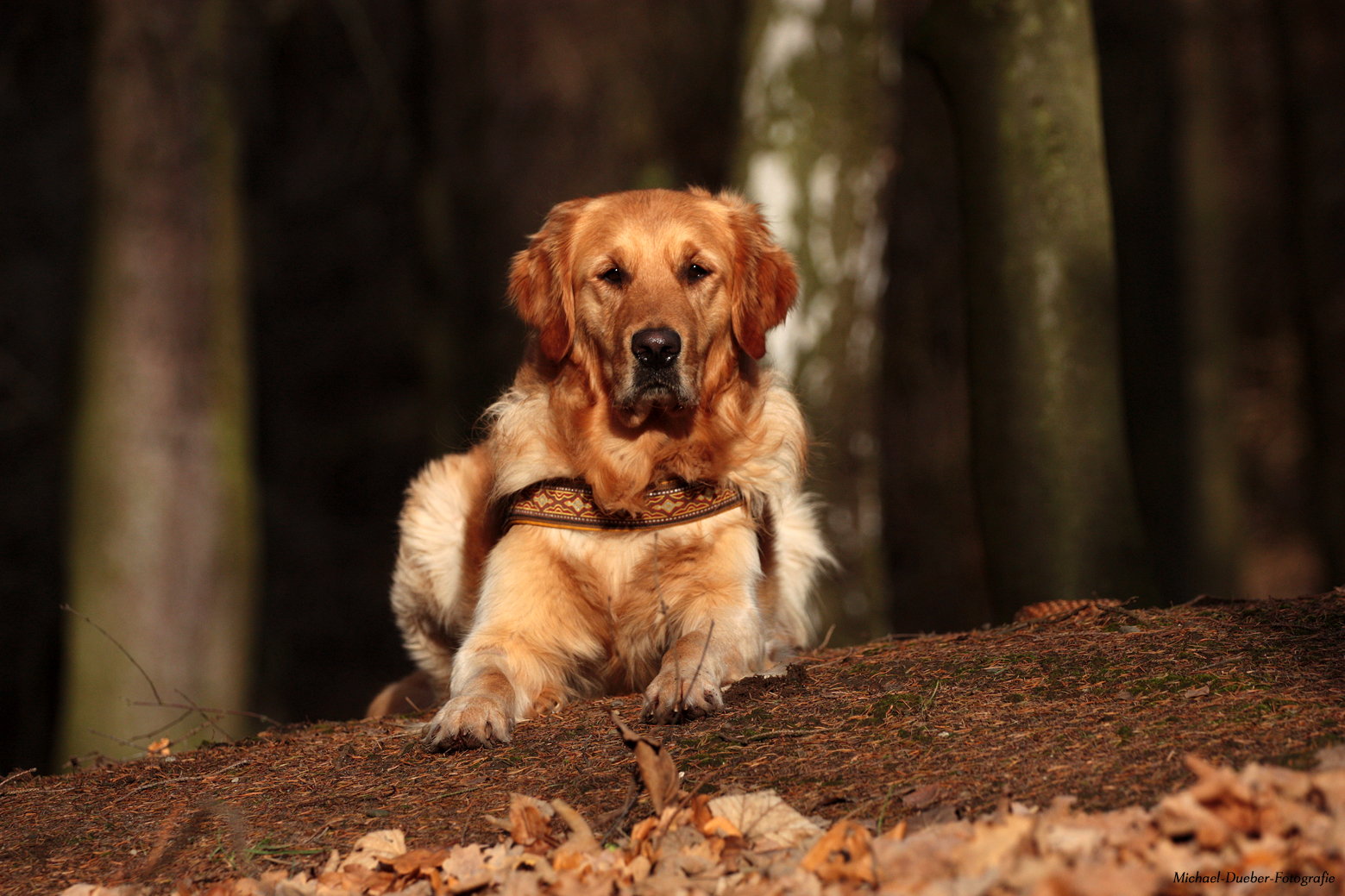 Goldiger Herbst