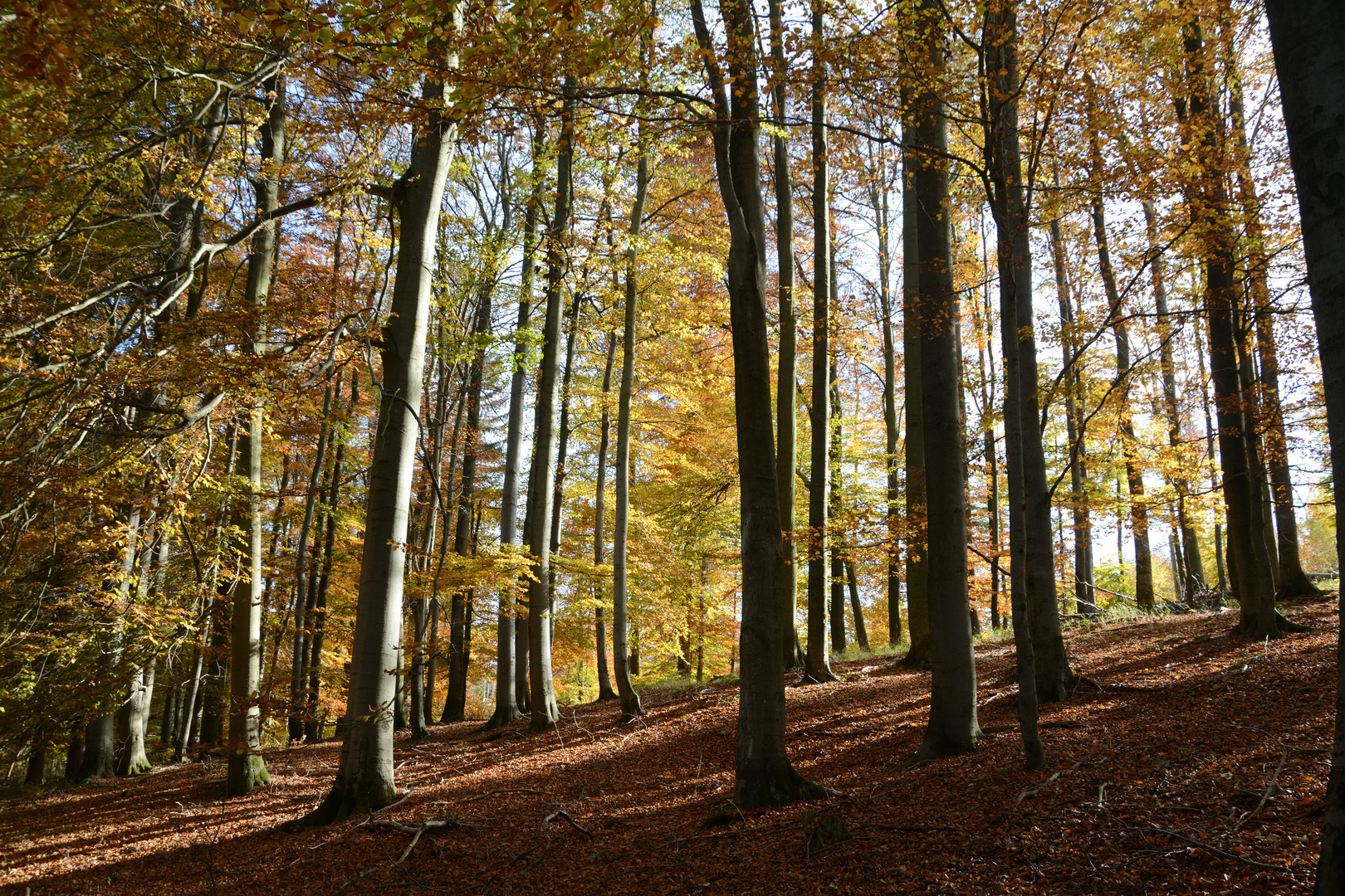 Goldiger Herbst