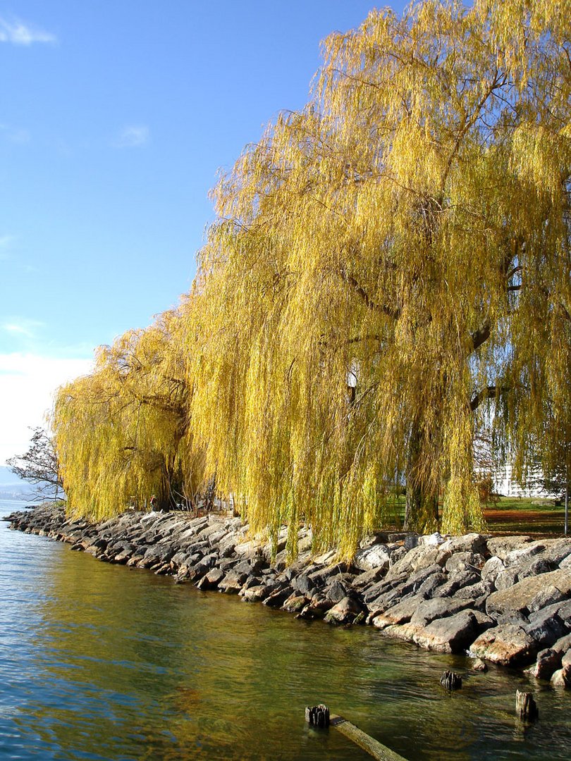 Goldiger Herbst am See