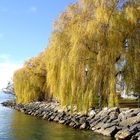 Goldiger Herbst am See