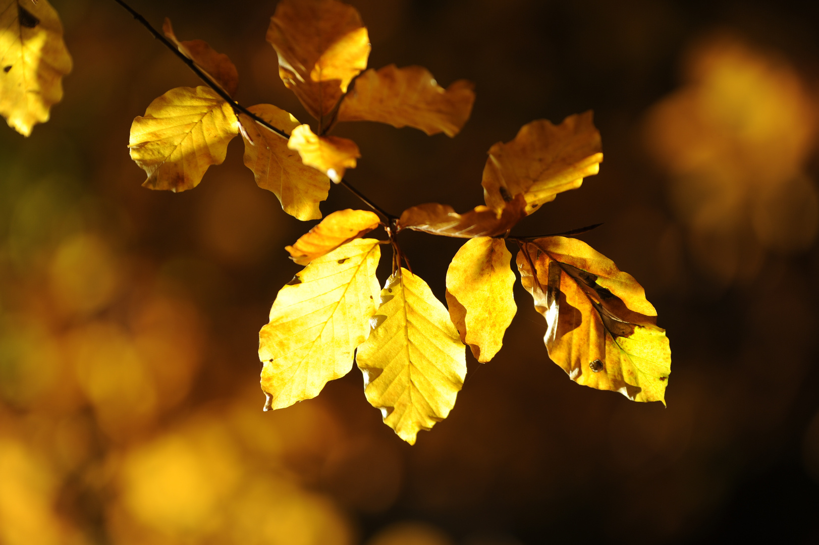 Goldiger Herbst